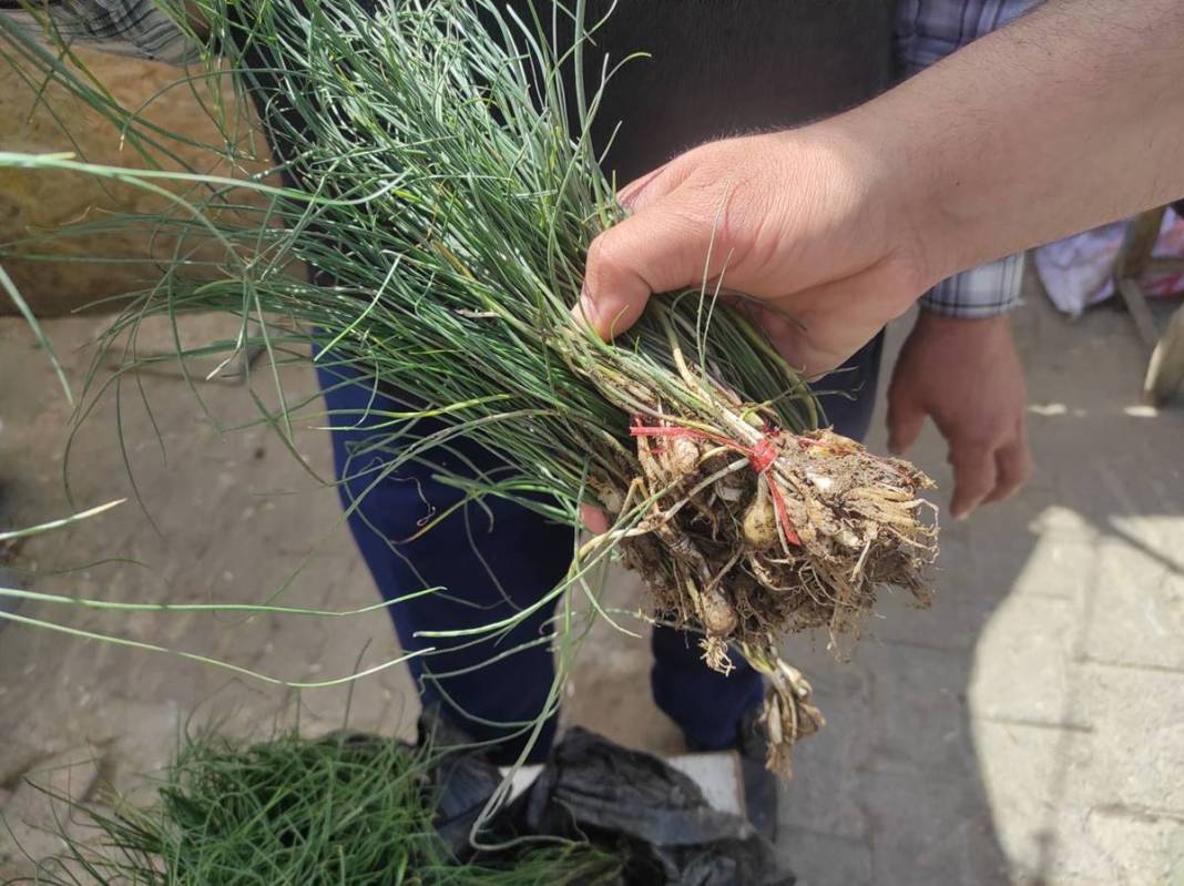 Sıfır sermaye ile dağdan toplayıp kilosu 5 bin TL'ye satıyor! Birçok rahatsızlığa iyi geliyor 2